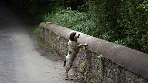 Stressss Dogs commit suicide too
