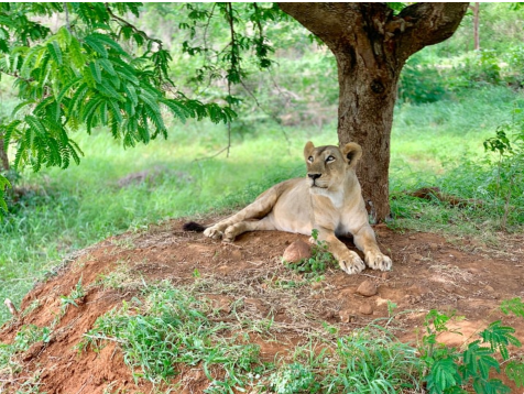 Another shocking news in Vandalur zoo..? Another shocking news in Vandalur zoo..?