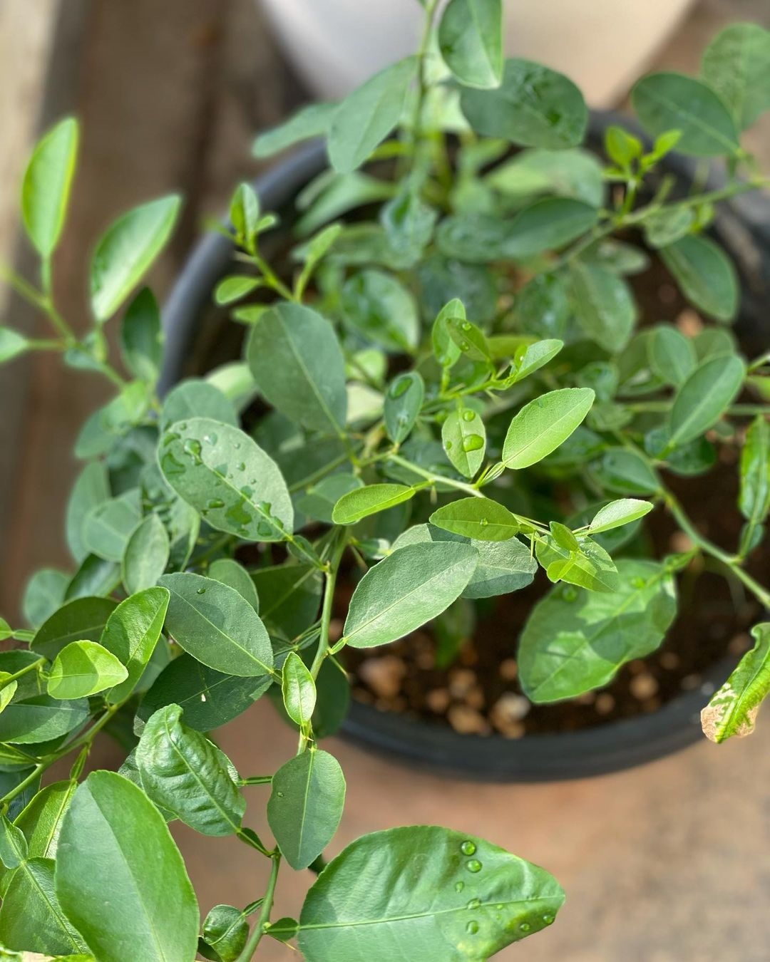 Andrea Jeremiah New Images In Her House