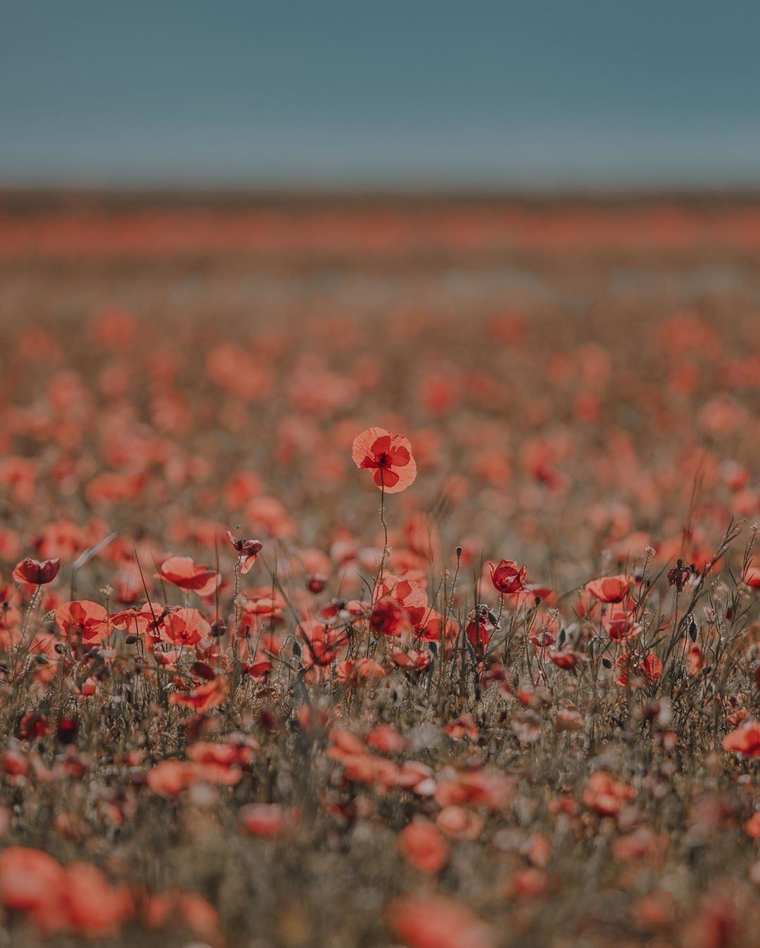 Exotic Locations Of Castelluccio Di Norcia