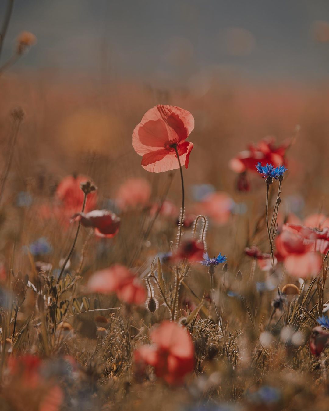 Exotic Locations Of Castelluccio Di Norcia