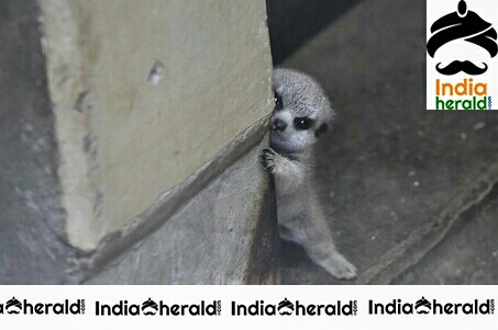 Adorable Cute Looking Pet Playing Hide And Seek