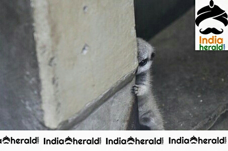 Adorable Cute Looking Pet Playing Hide And Seek