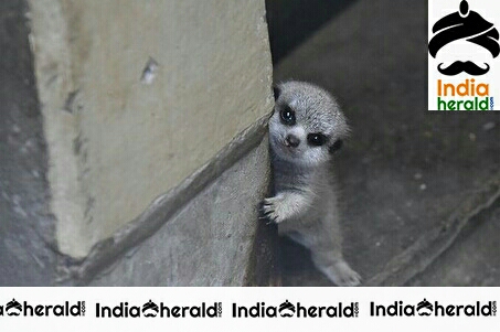 Adorable Cute Looking Pet Playing Hide And Seek