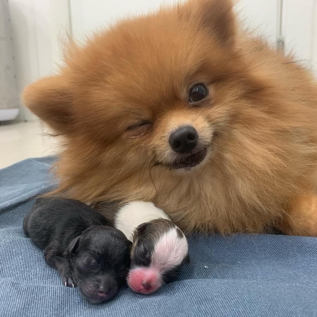 Adorable Dog Momma With Her Kids