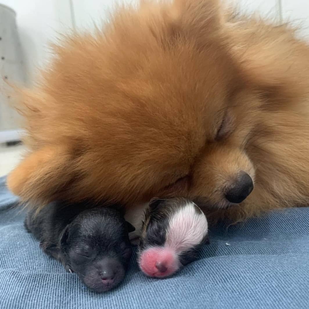 Adorable Dog Momma With Her Kids