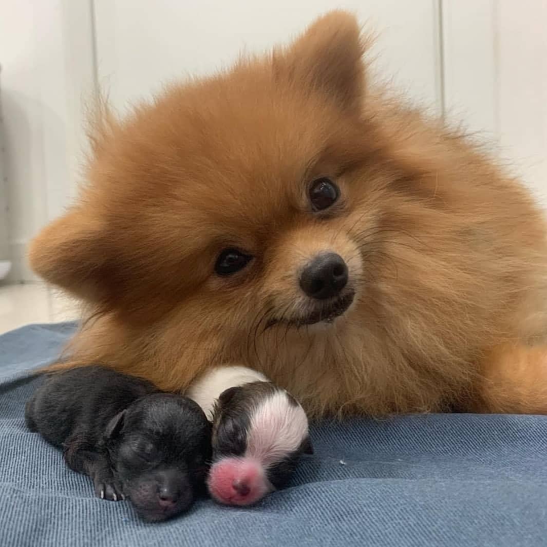 Adorable Dog Momma With Her Kids