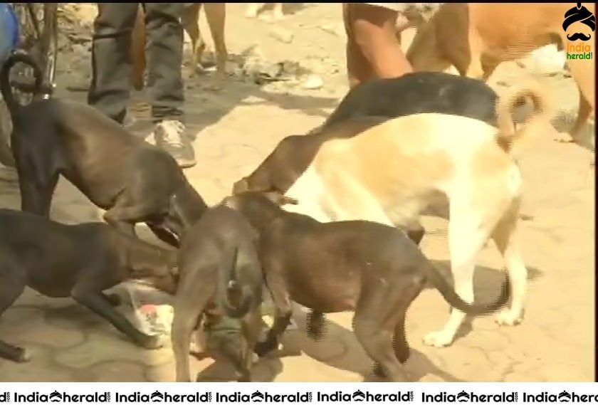 Devraj from Lokhandwala feeds more than 100 street dogs daily in Mumbai due to Corona Virus Lockdown