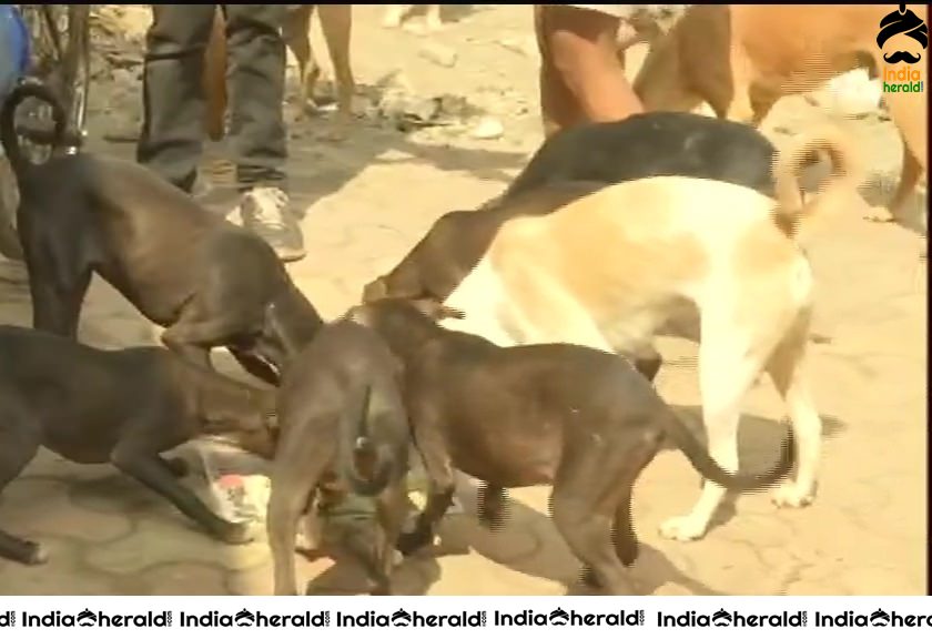 Devraj from Lokhandwala feeds more than 100 street dogs daily in Mumbai due to Corona Virus Lockdown