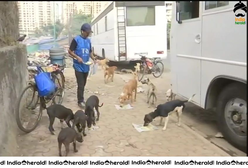 Devraj from Lokhandwala feeds more than 100 street dogs daily in Mumbai due to Corona Virus Lockdown