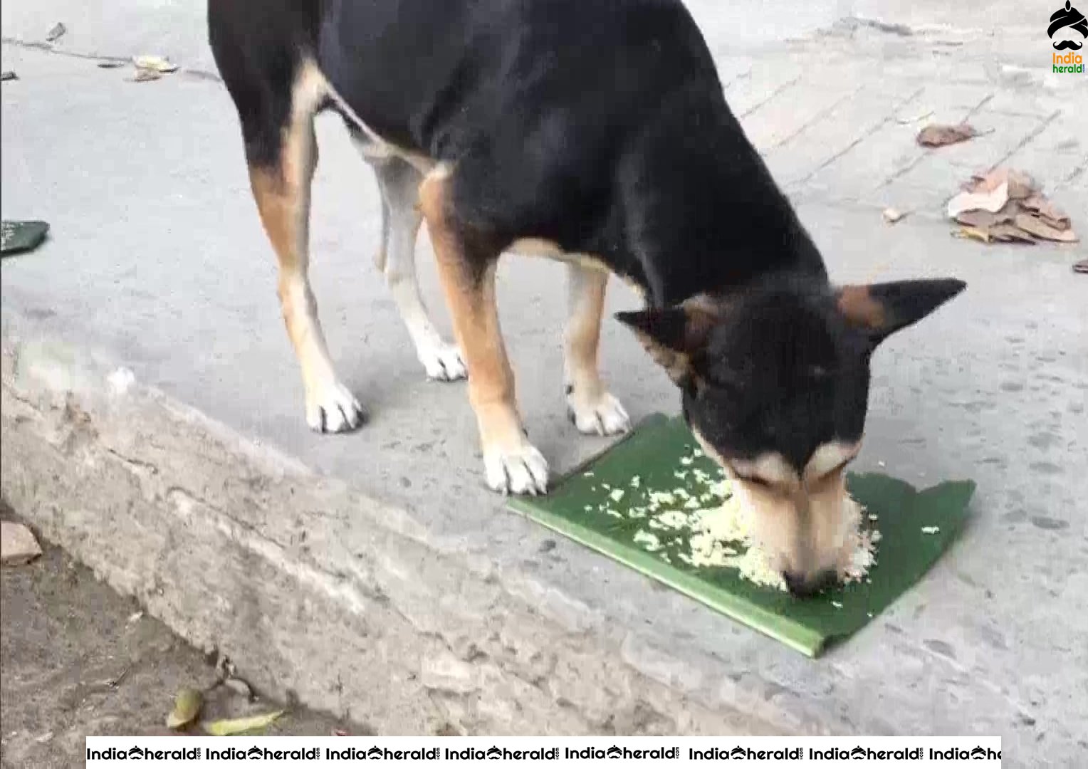Volunteers of Animal Welfare People fed dogs in Dibrugarh amid Corona Virus Lockdown