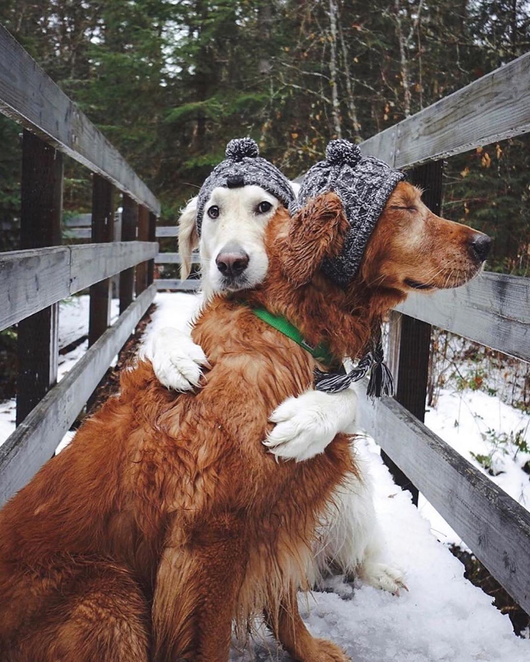 Cutest Dogs Expressing Their Friendship Bonding