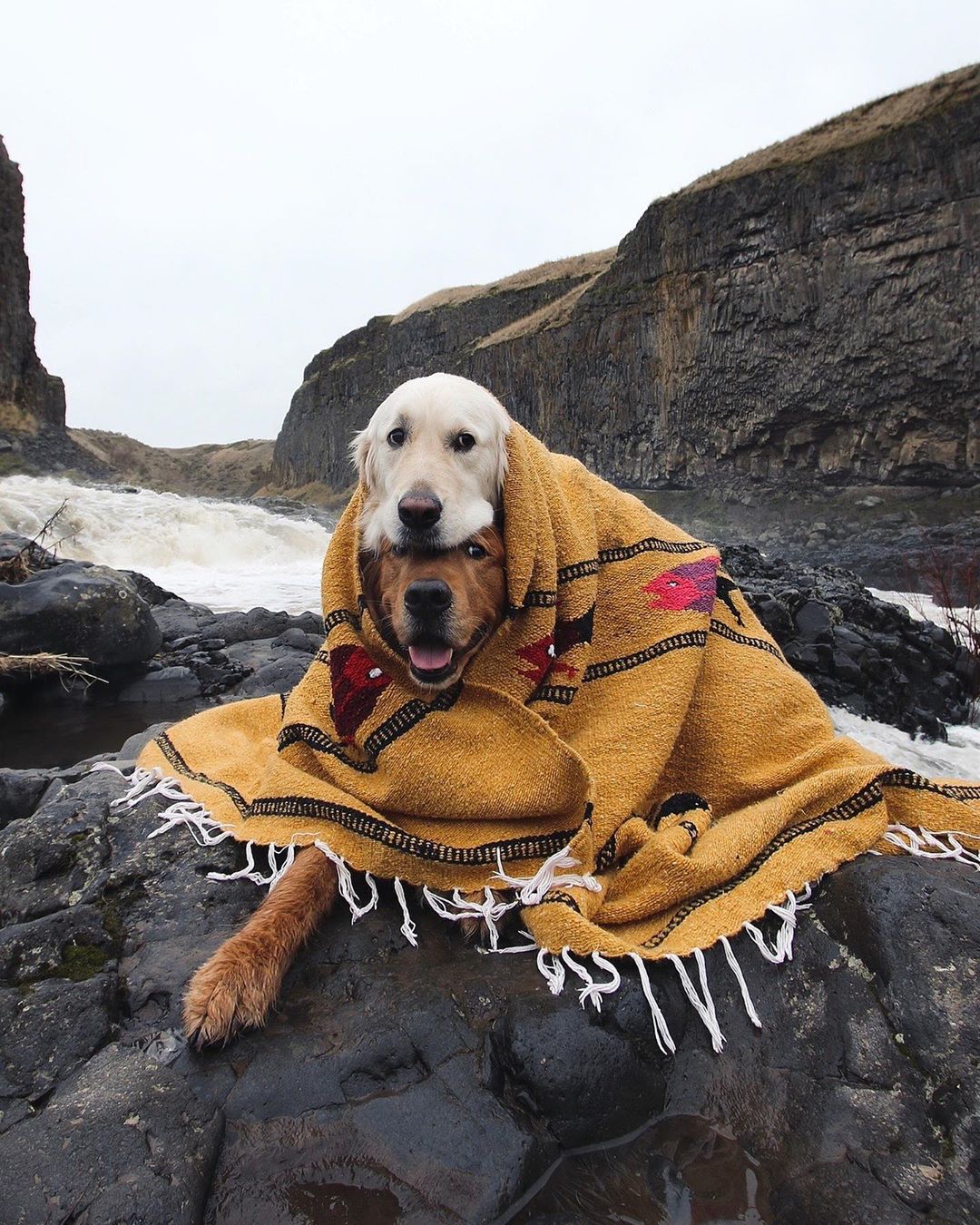 Cutest Dogs Expressing Their Friendship Bonding