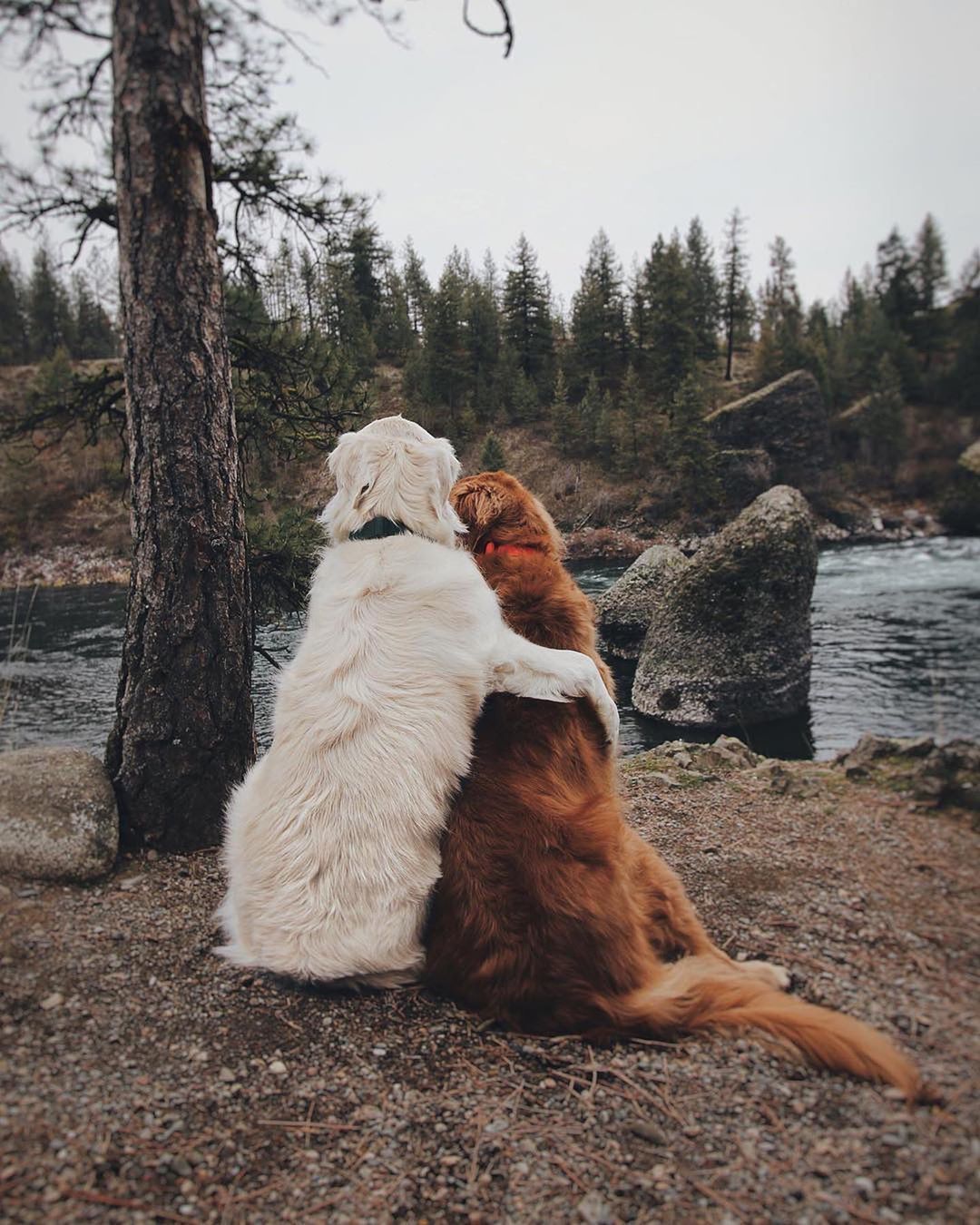 Cutest Dogs Expressing Their Friendship Bonding