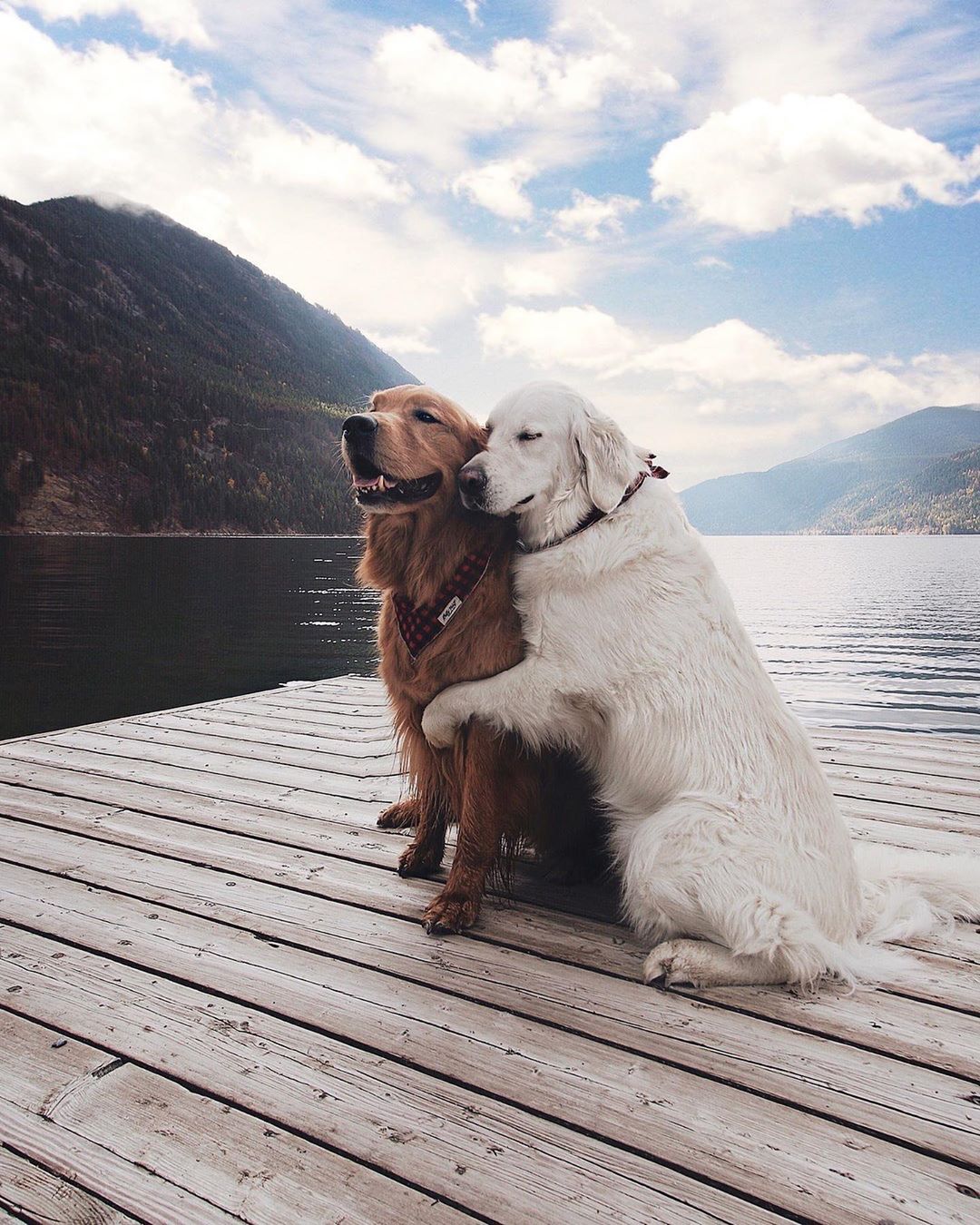 Cutest Dogs Expressing Their Friendship Bonding