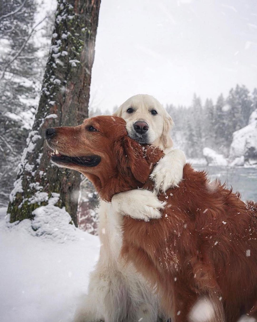 Cutest Dogs Expressing Their Friendship Bonding