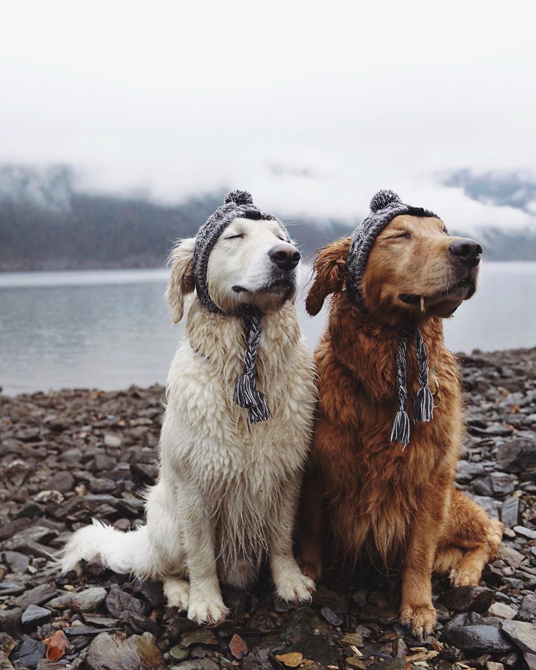 Cutest Dogs Expressing Their Friendship Bonding
