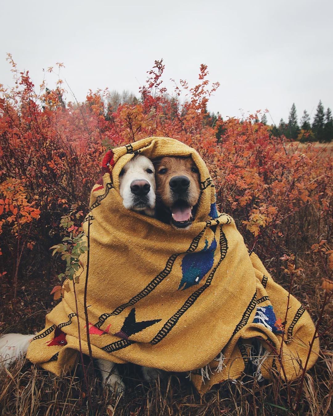 Cutest Dogs Expressing Their Friendship Bonding