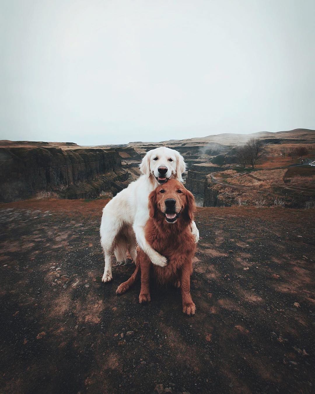 Cutest Dogs Expressing Their Friendship Bonding
