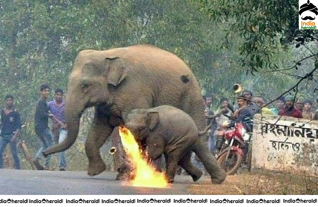 Elephant Calf Set On Fire Photo Stills