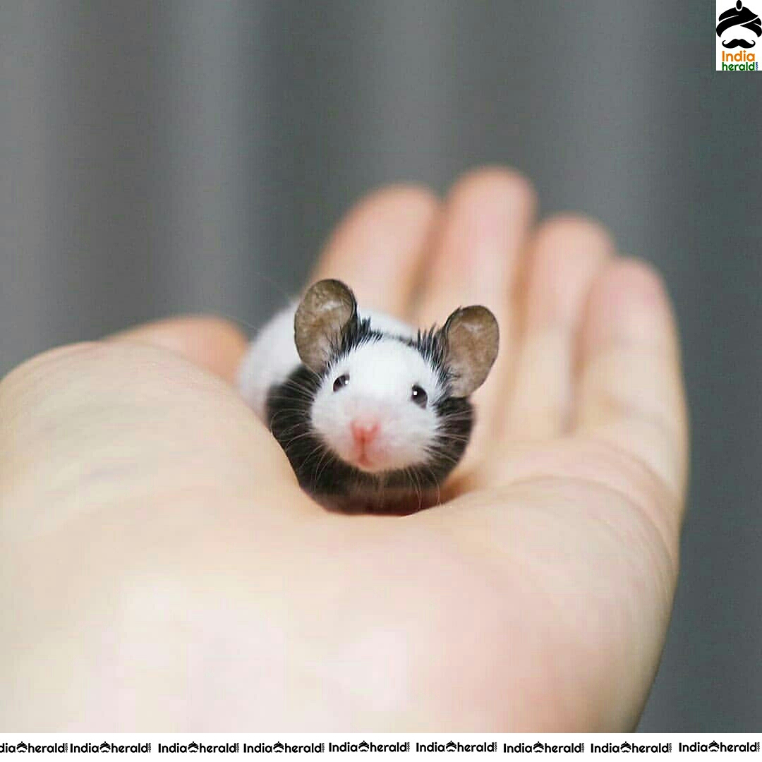 Pretty And Adorable Cute Little Mouse