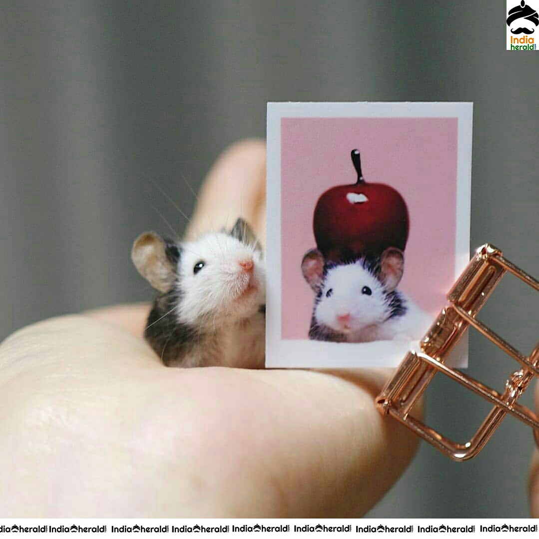 Pretty And Adorable Cute Little Mouse