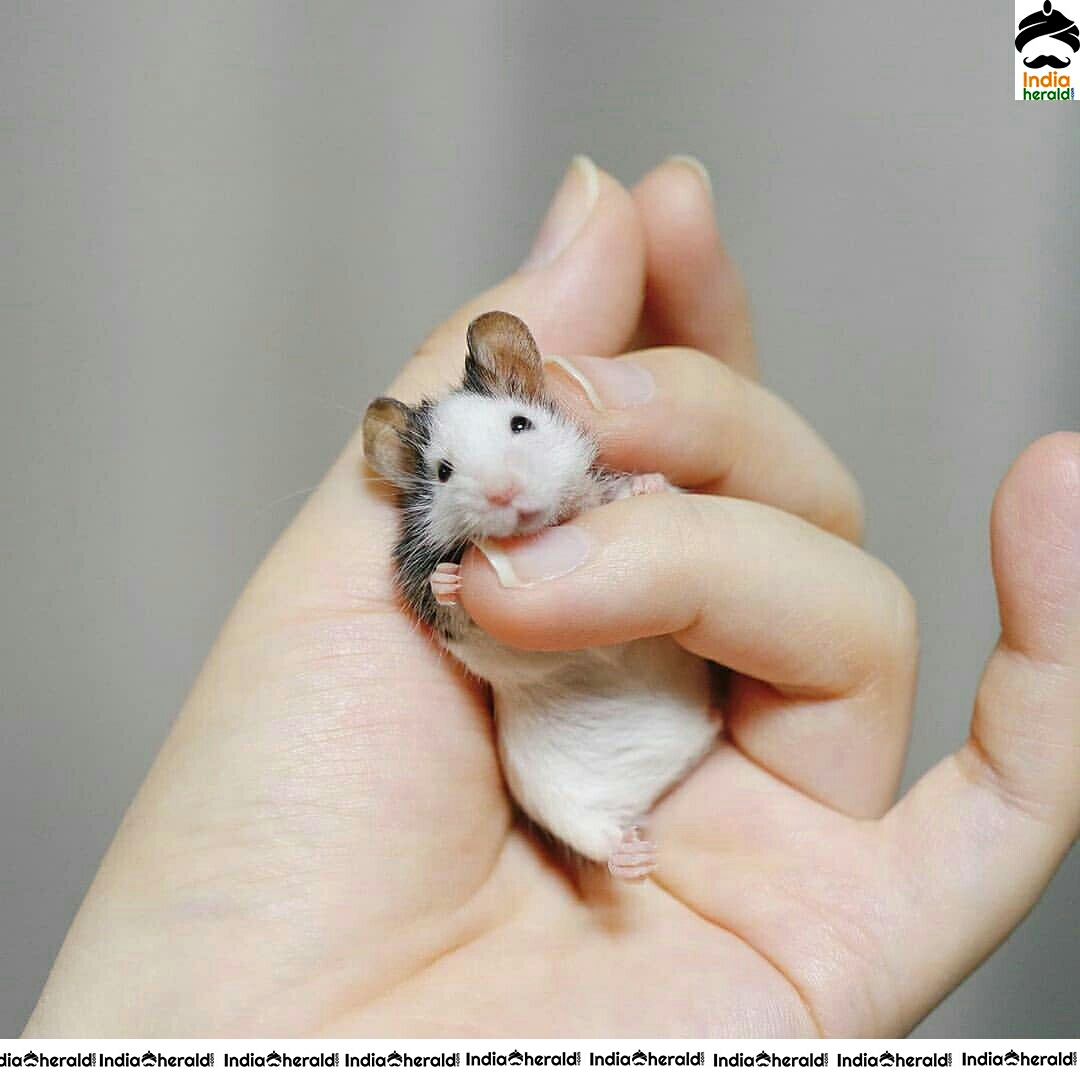 Pretty And Adorable Cute Little Mouse