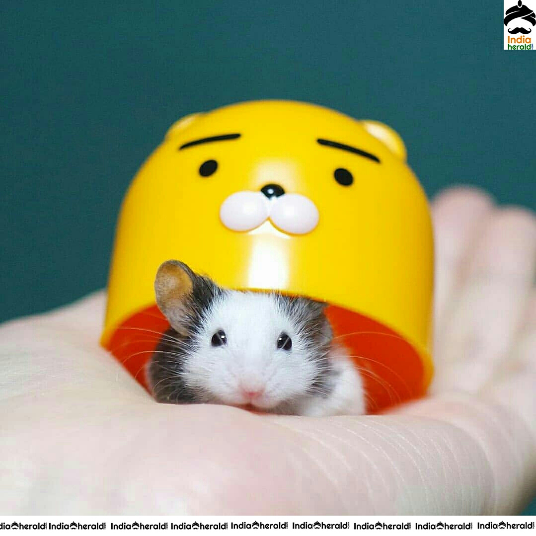 Pretty And Adorable Cute Little Mouse