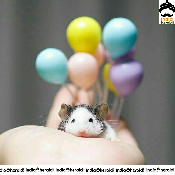 Pretty And Adorable Cute Little Mouse