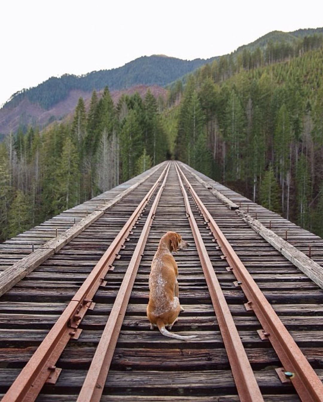 Ultimate Wanderpup Adventures Photos