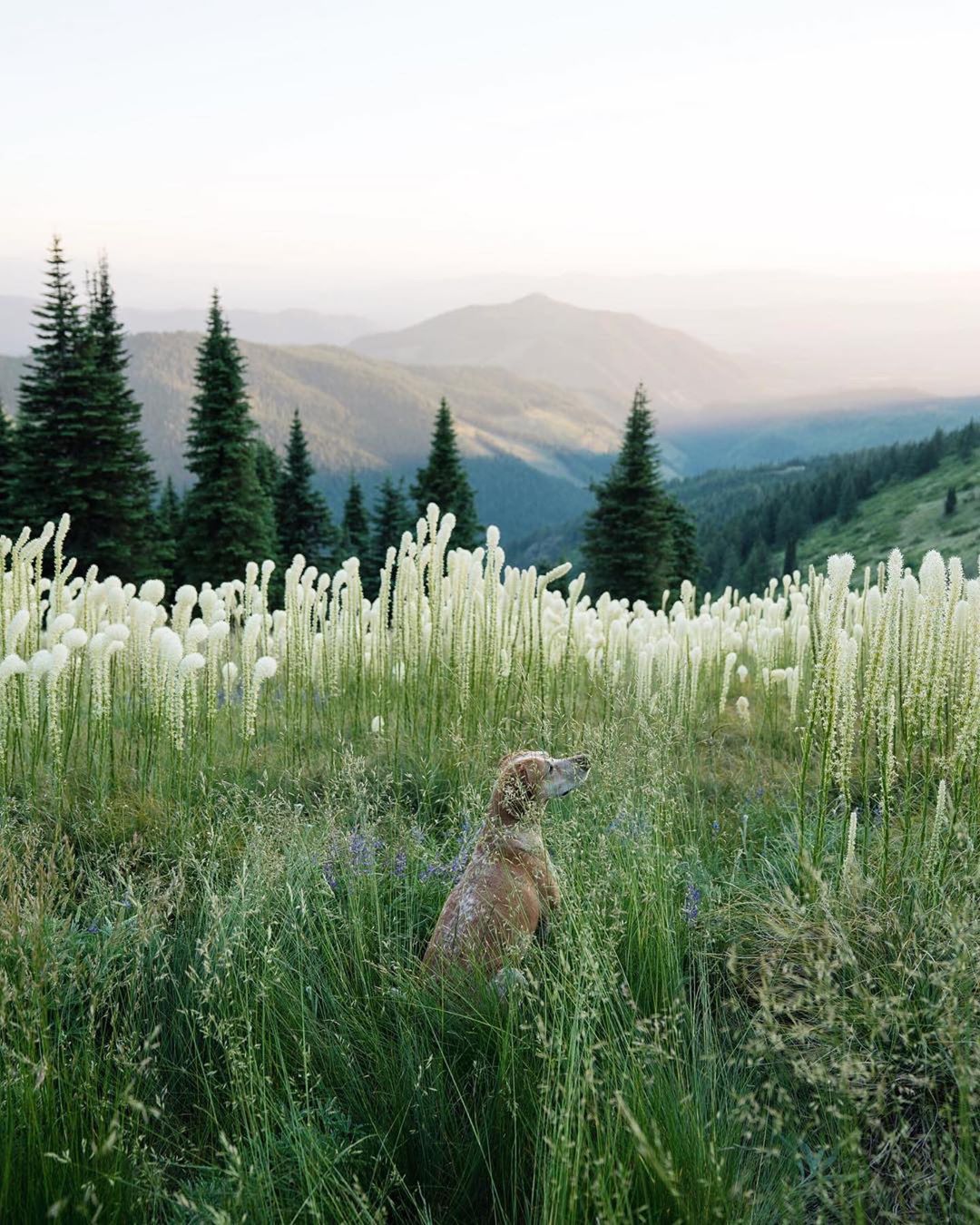 Ultimate Wanderpup Adventures Photos