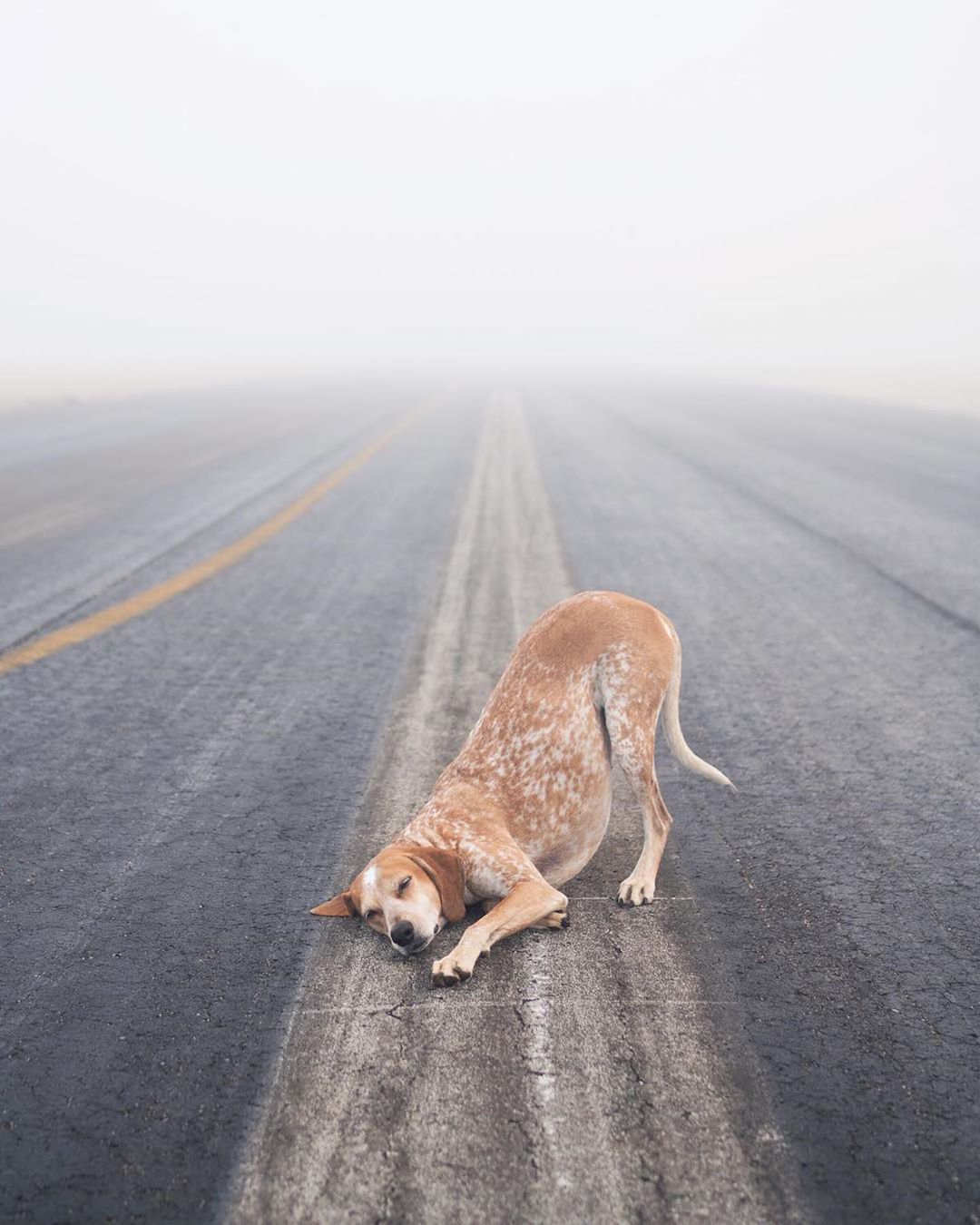 Ultimate Wanderpup Adventures Photos