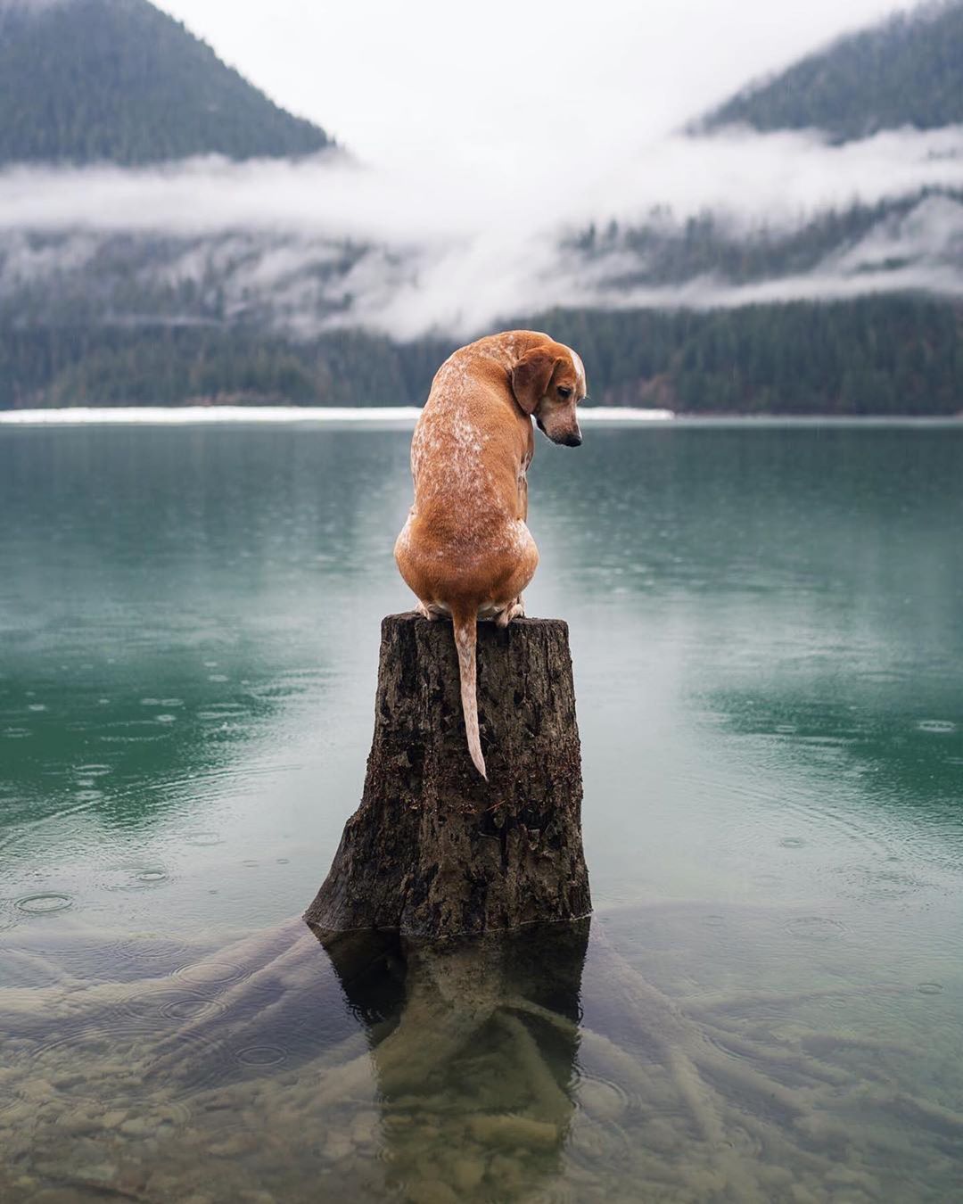Ultimate Wanderpup Adventures Photos
