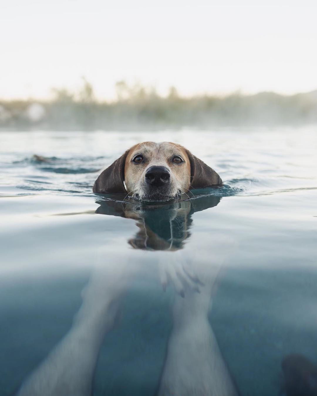 Ultimate Wanderpup Adventures Photos
