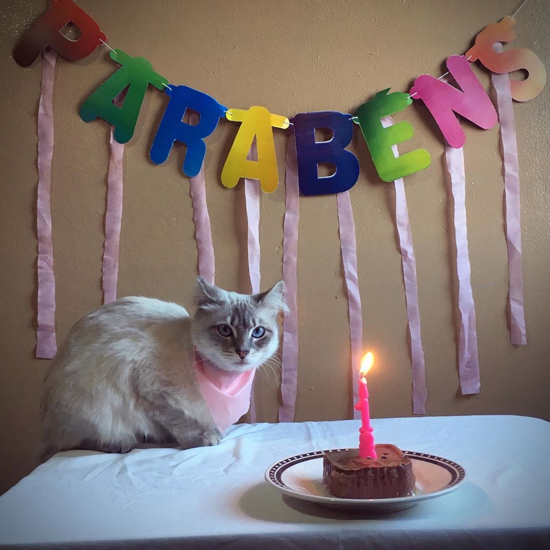 Very Cutest cat Celebrating A Birthday