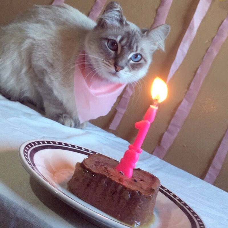 Very Cutest cat Celebrating A Birthday