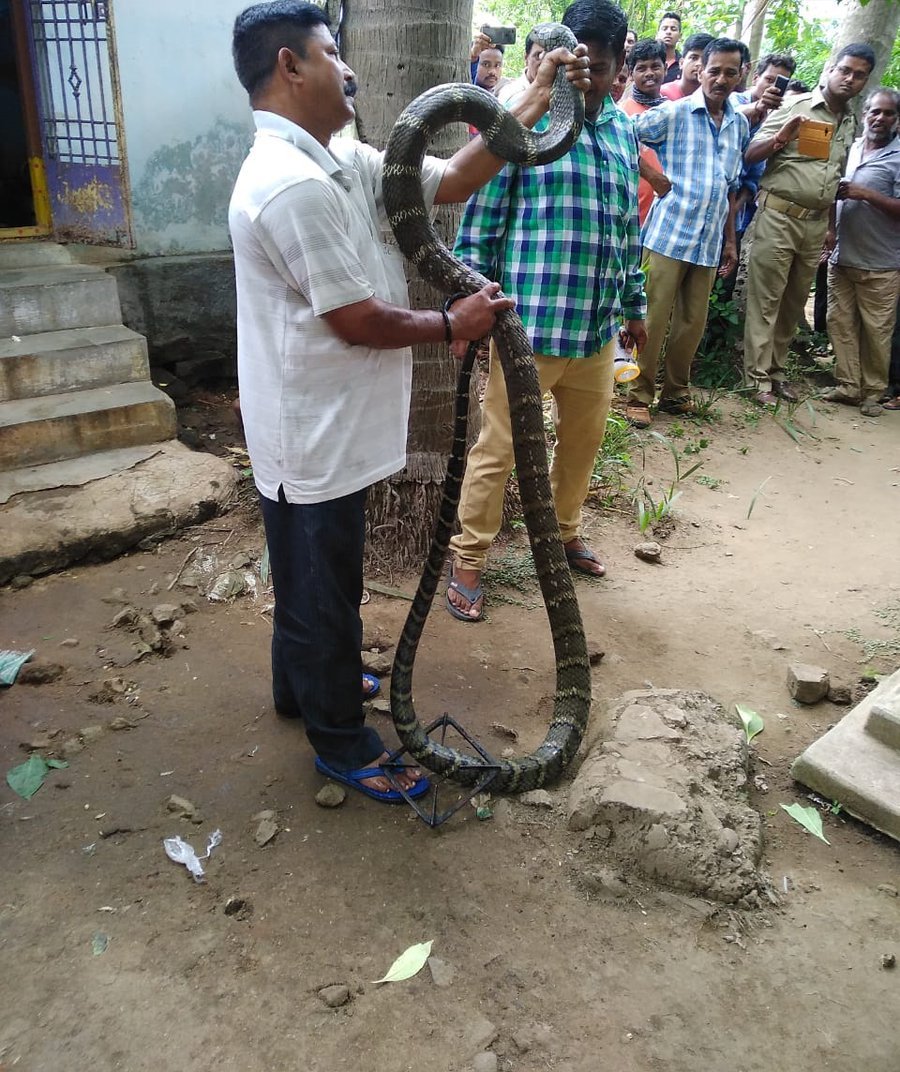 A 12 Feet Long Cobra Rescued From CRPF Camp In Rayagada