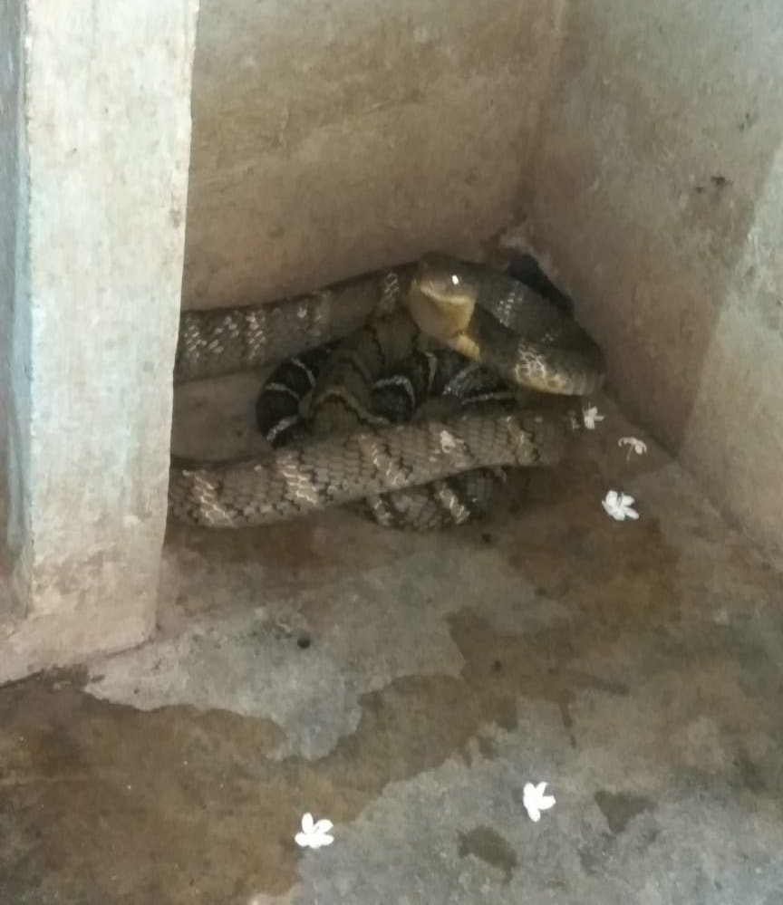 A 12 Feet Long Cobra Rescued From CRPF Camp In Rayagada