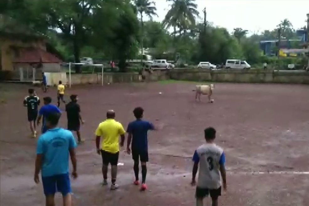 A Cow Played Football With A Group Of Players In Goa