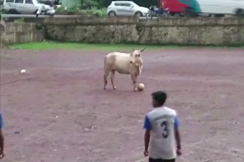 A Cow Played Football With A Group Of Players In Goa