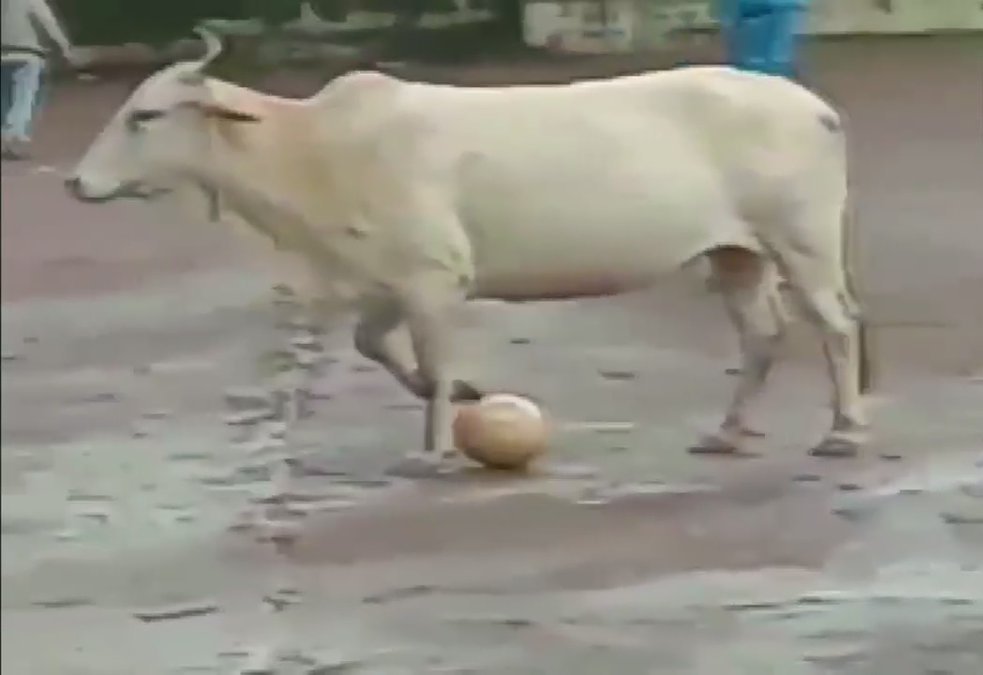 A Cow Played Football With A Group Of Players In Goa