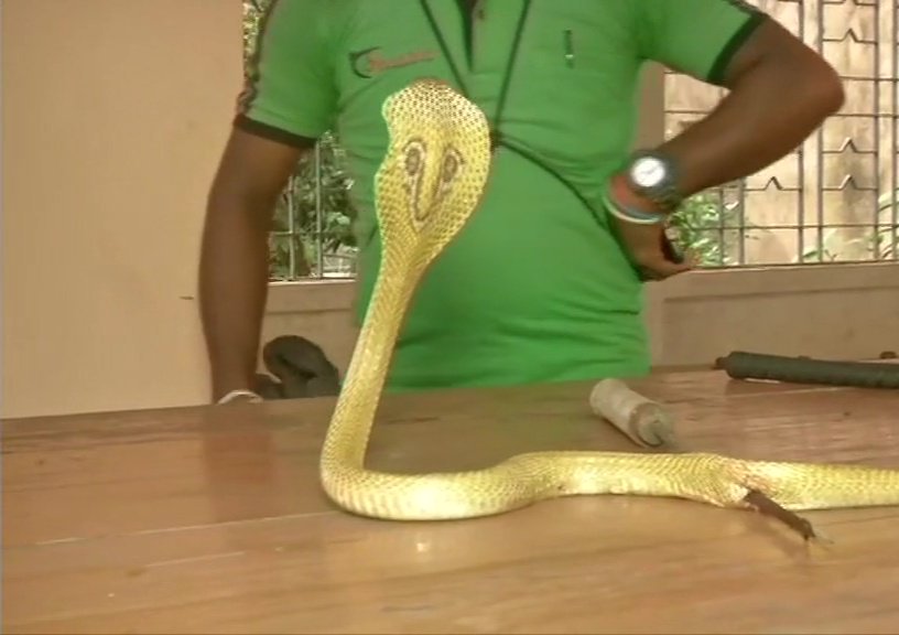 An Injured Indian Cobra Snake Was Operated By Doctors At Bhubaneswar