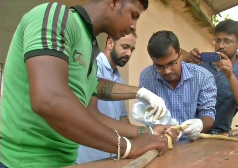 An Injured Indian Cobra Snake Was Operated By Doctors At Bhubaneswar