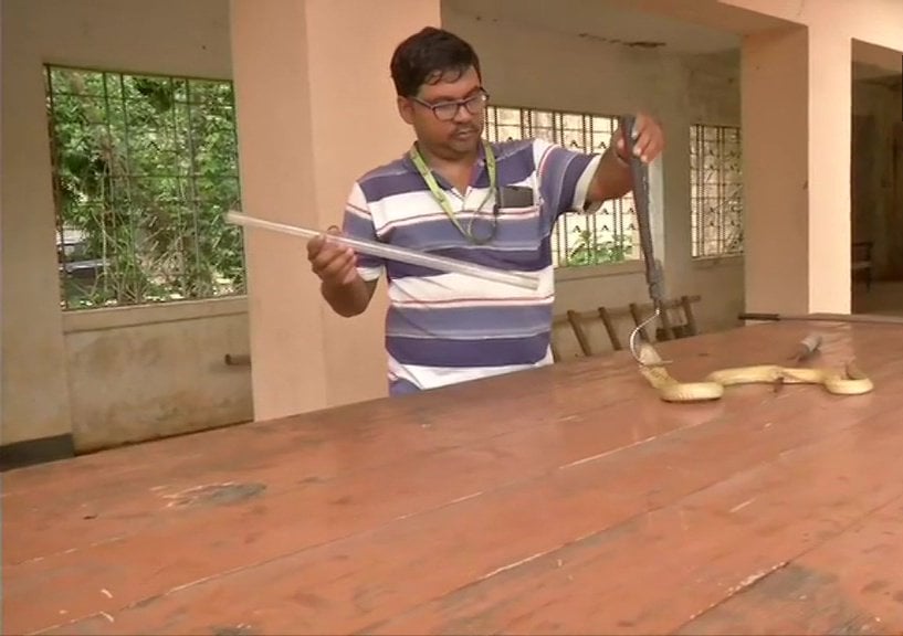 An Injured Indian Cobra Snake Was Operated By Doctors At Bhubaneswar