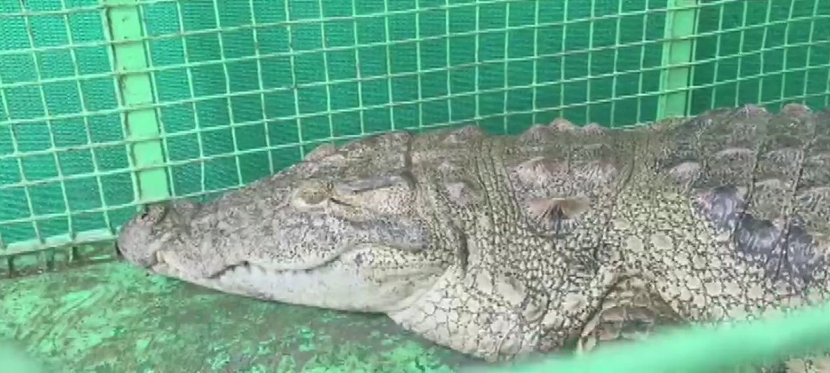 Forest Department Rescued A 6 Feet Long Crocodile From A Canal In A Village Of Vaghodia