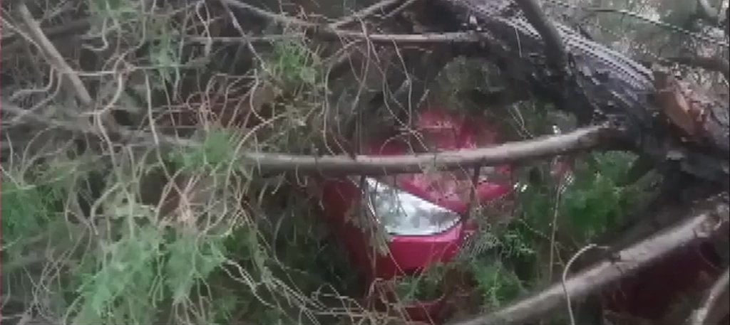 Tree Fell On Unoccupied Cars Due To A Storm In Uttarakhand