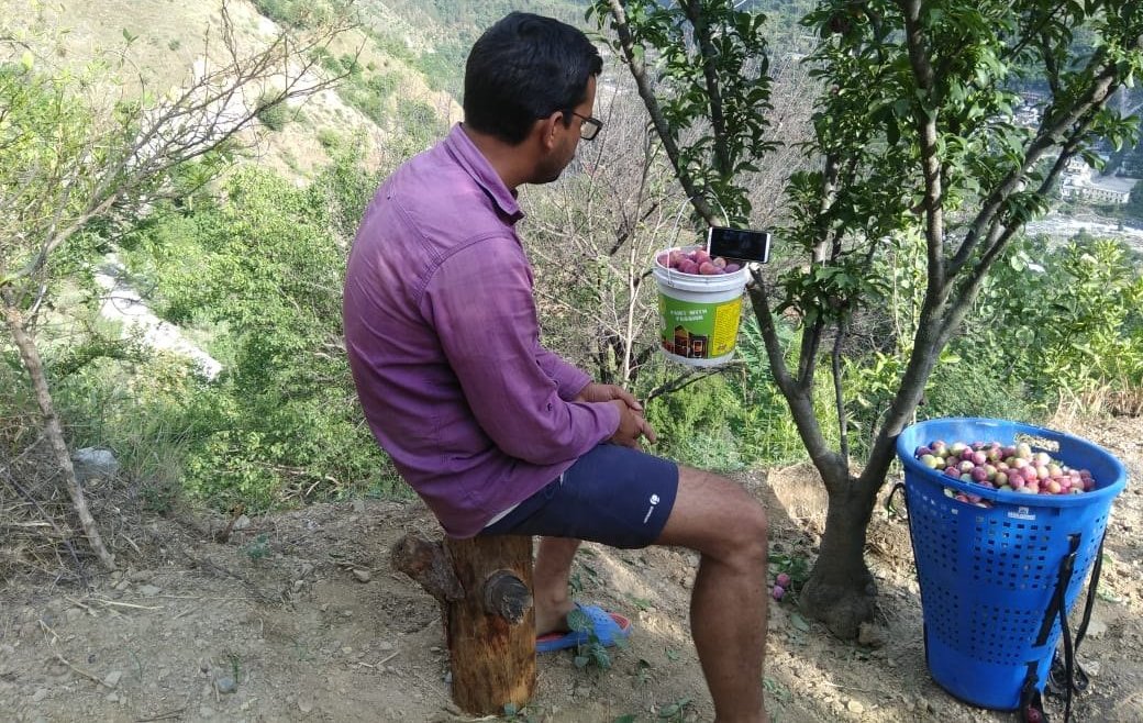 A Fan Watches India Pakistan Match While Plucking His Plum Crop In Manglour Village