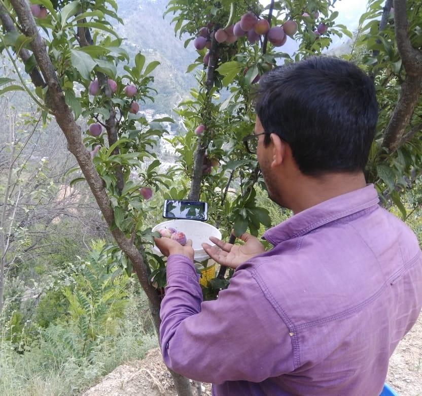 A Fan Watches India Pakistan Match While Plucking His Plum Crop In Manglour Village