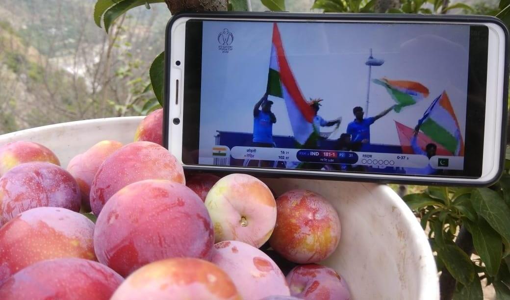 A Fan Watches India Pakistan Match While Plucking His Plum Crop In Manglour Village