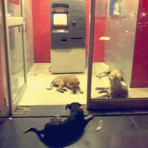 It Happens Only In India Viral Photos